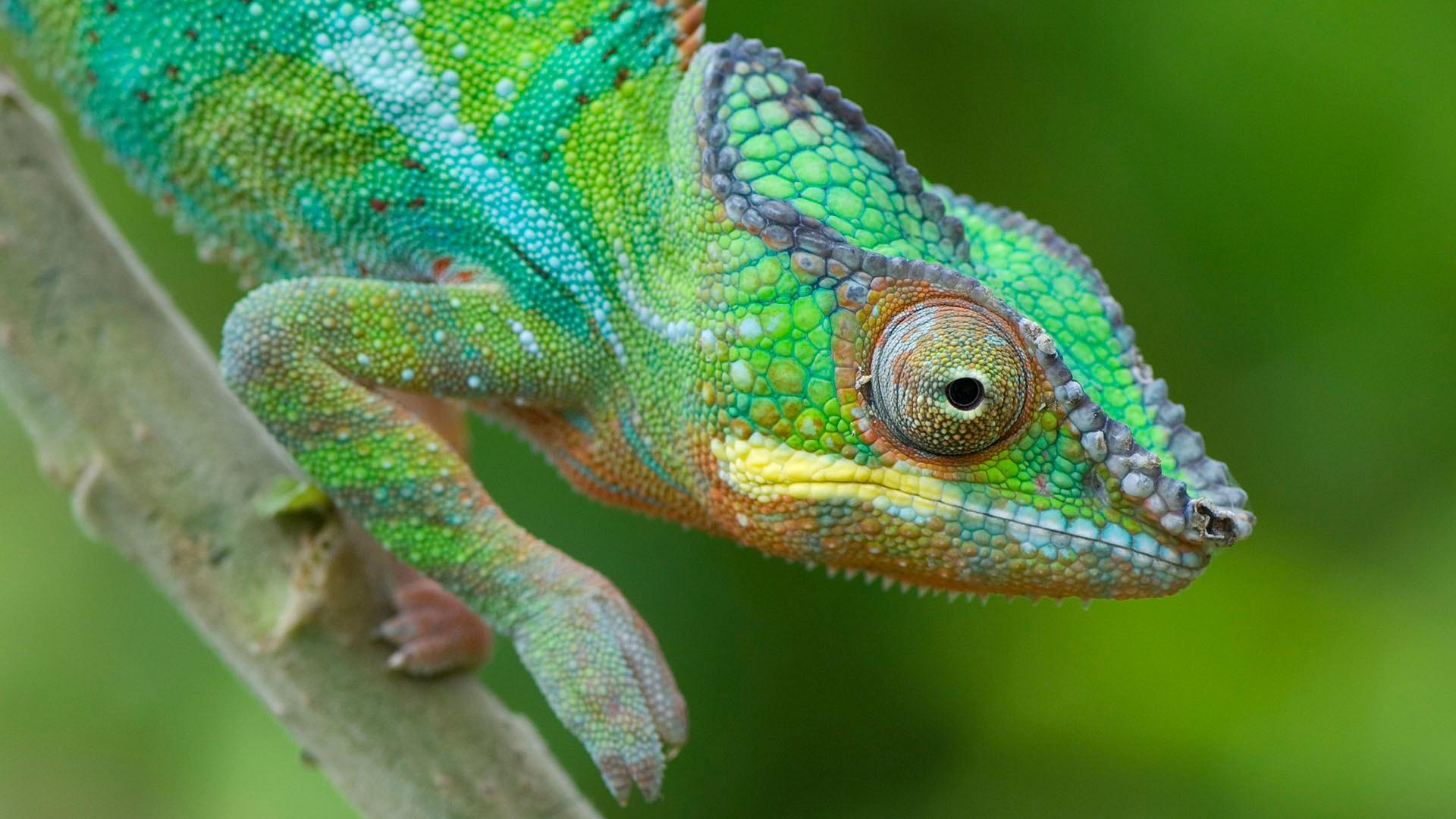 Closeup image of a panther chameleon.
