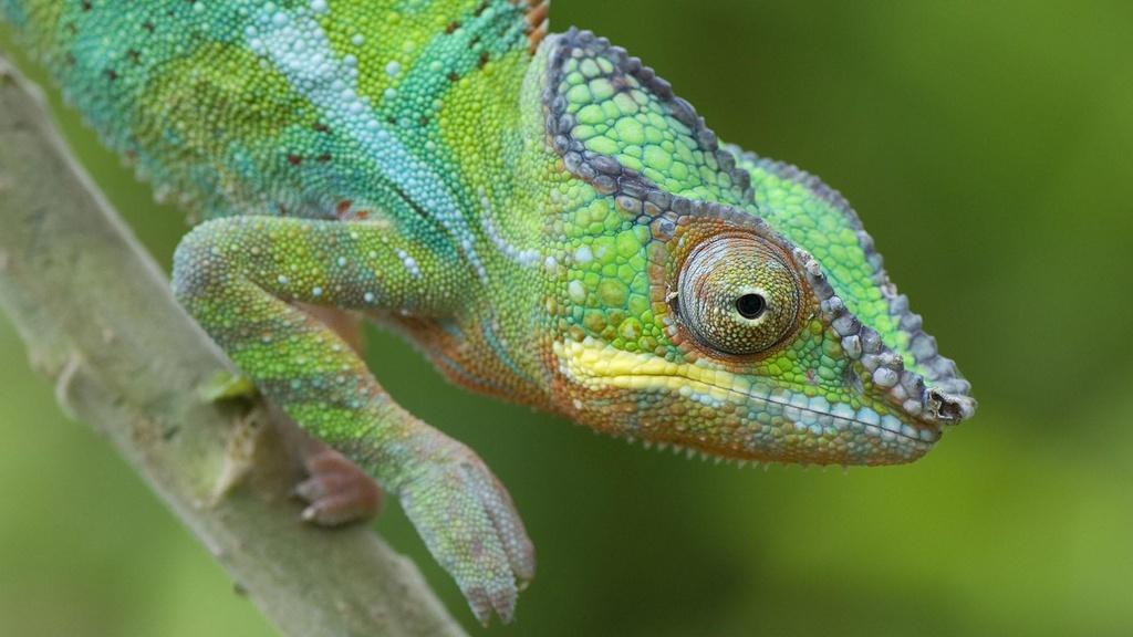 Closeup image of a panther chameleon.