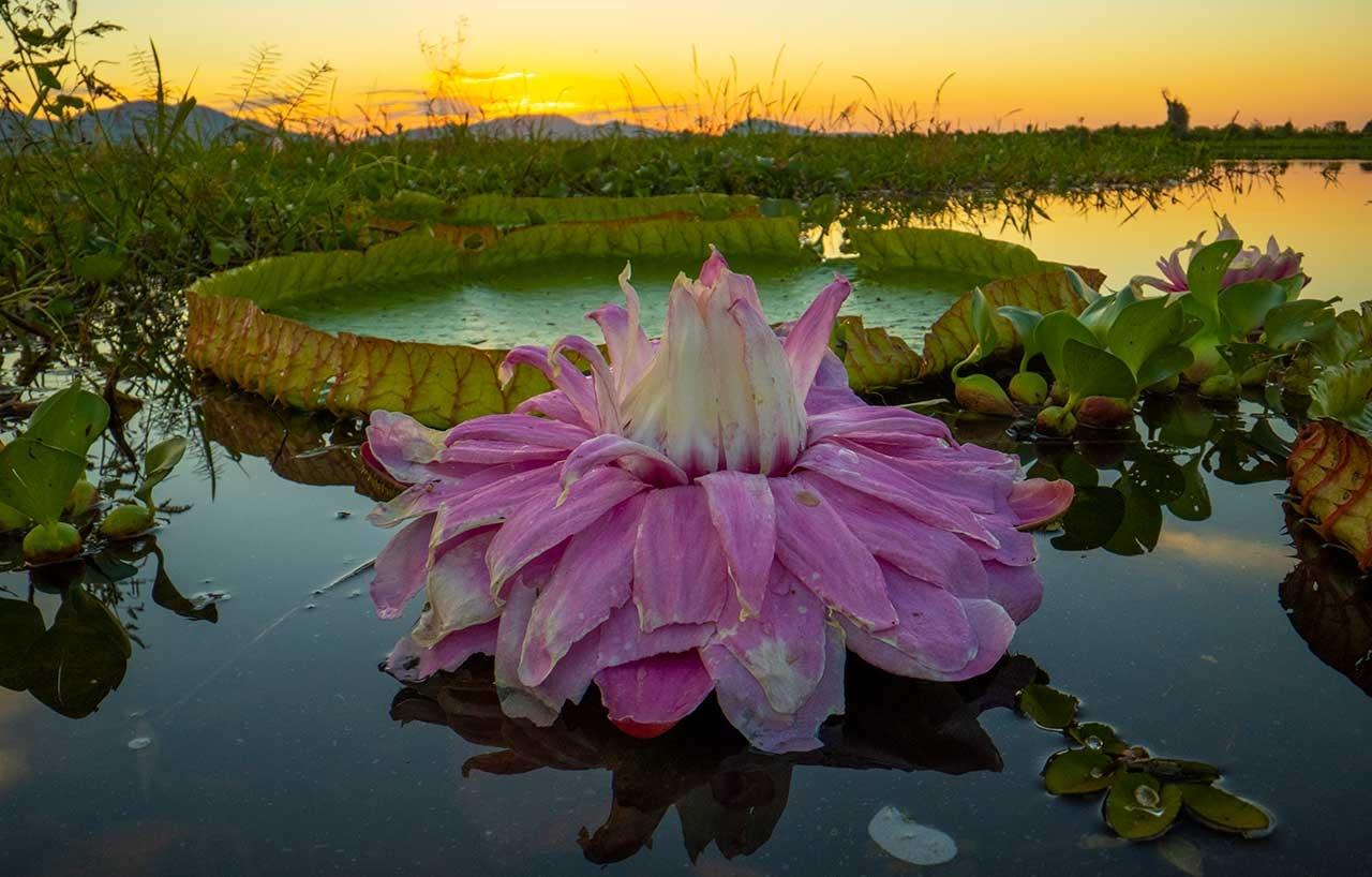 Photo shows the soccer ball-sized flower of the giant water lily Victoria species.