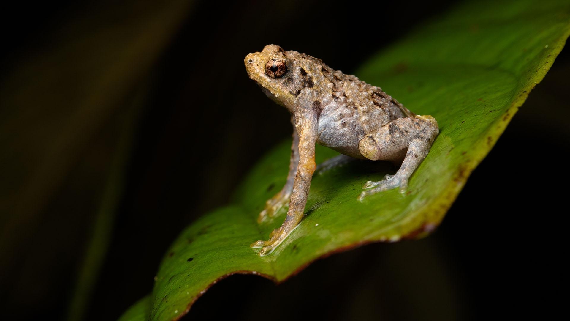 Closeup image of a tiny tree-hole frog.