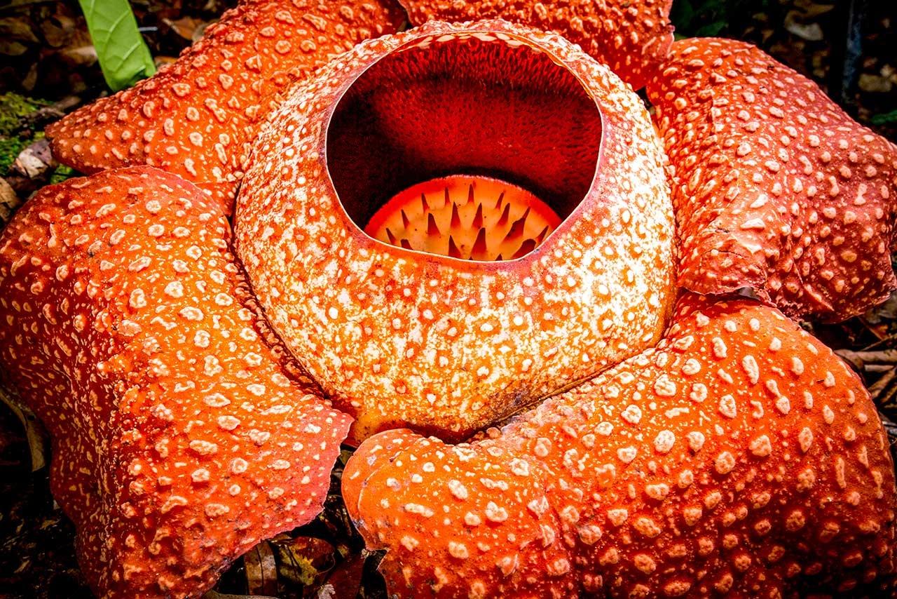 Picture Shows Rafflesia (Rafflesia keithii), the corpse flower.