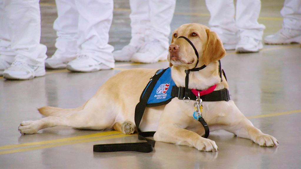 Patriot Paws service dog Ross waiting to be paired with a veteran.