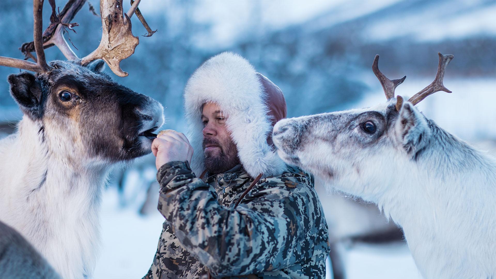 Nils Ole Oskal with two of his reindeer. 
