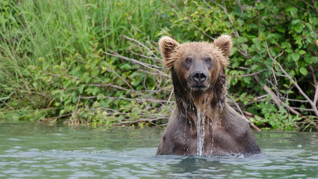 Brown Bear