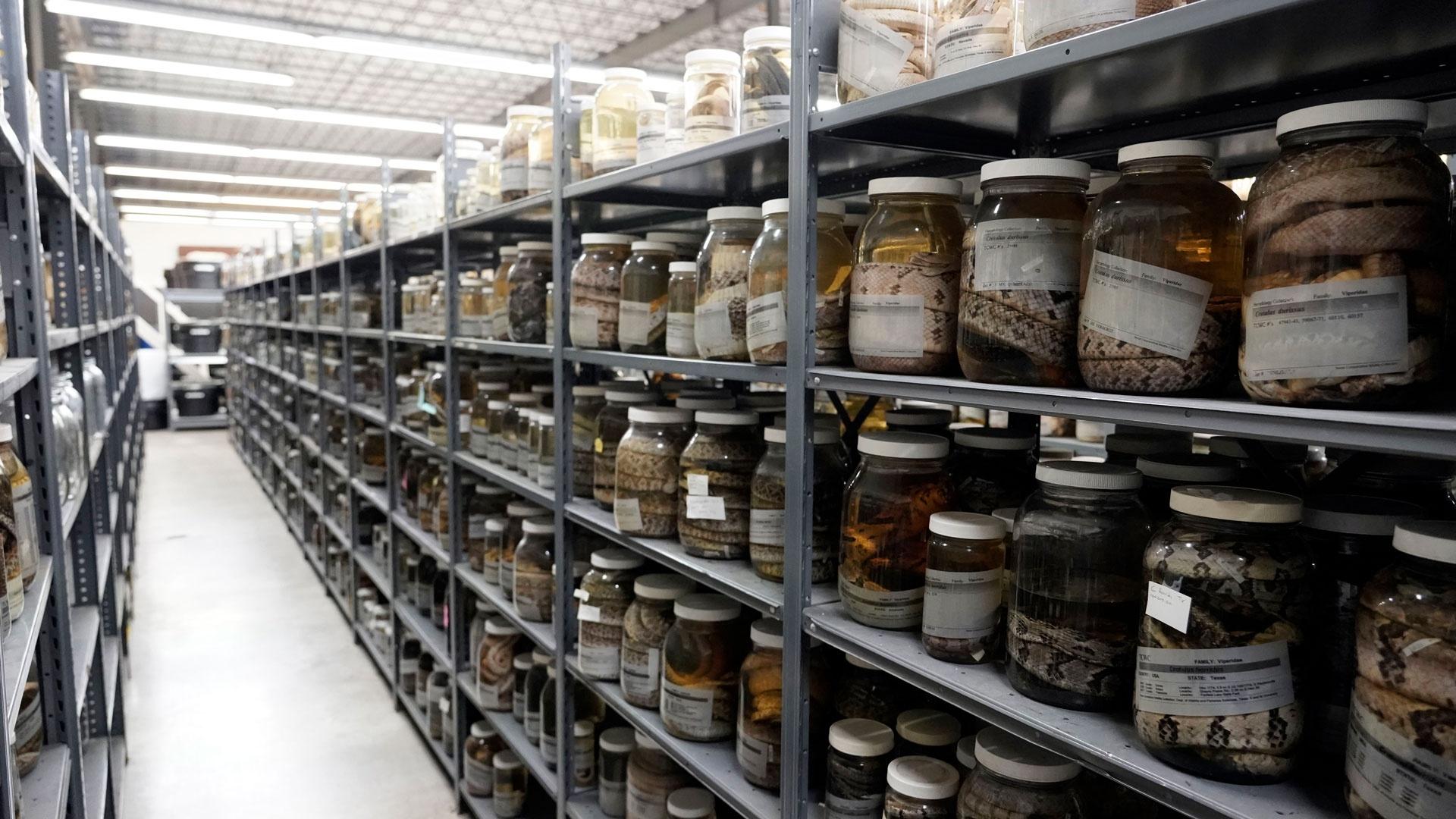 Just one of many shelves at the Biodiversity Research and Teaching Collections, as featured on Season 2 of "Texas A&M Today."