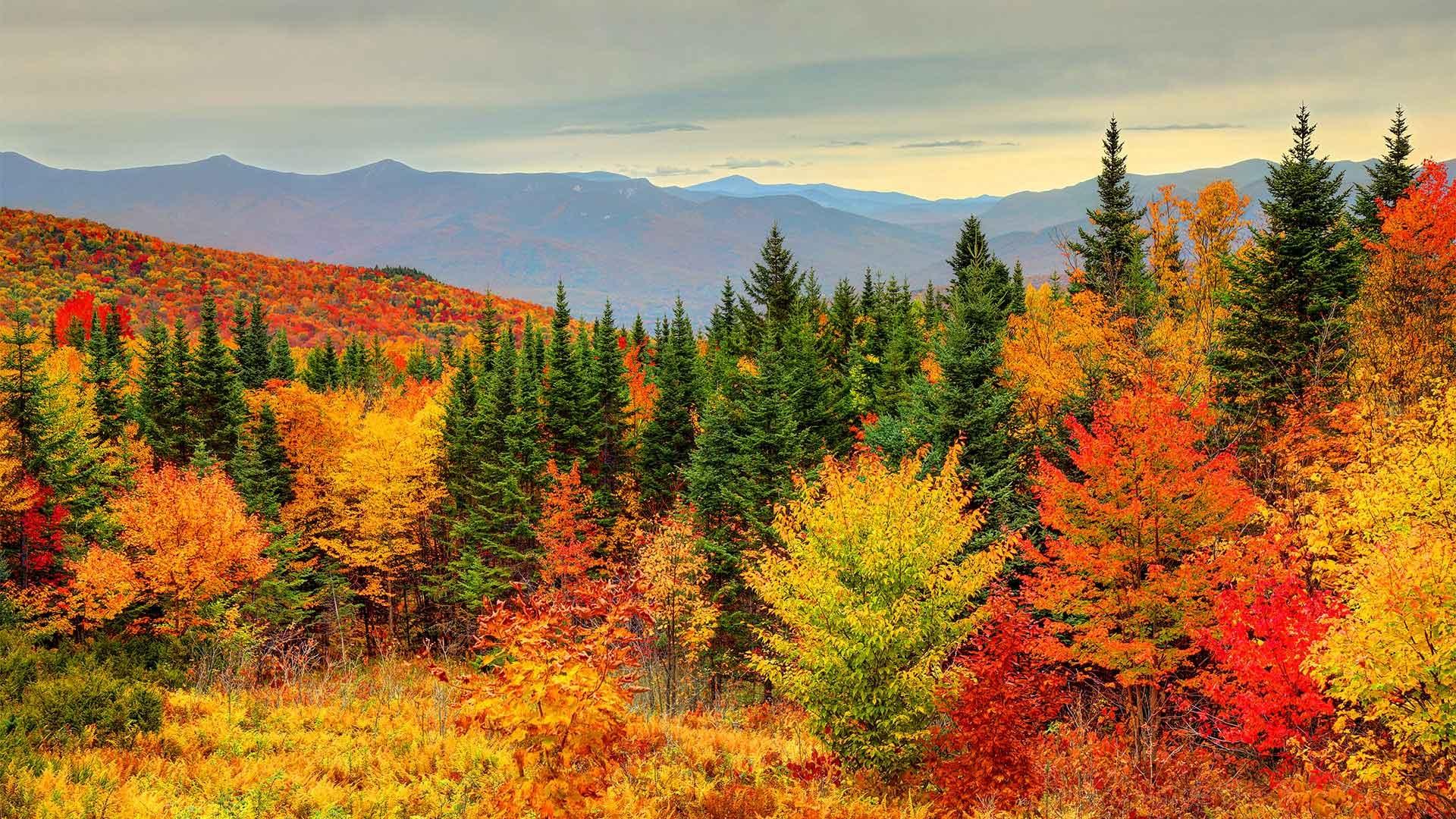 Peak fall foliage in New Hampshire's White Mountains.
