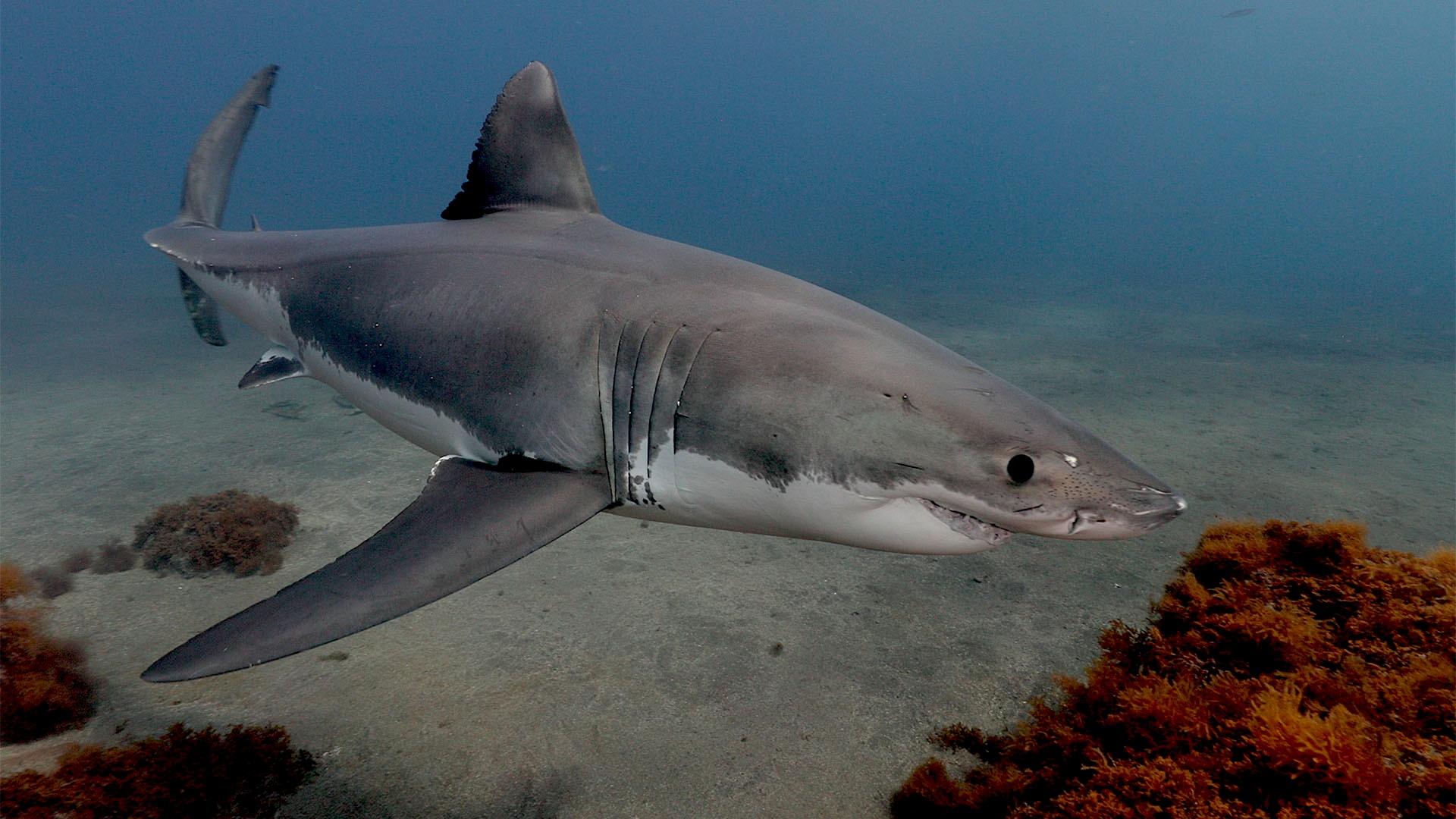 A Great White Shark in Baja, California
