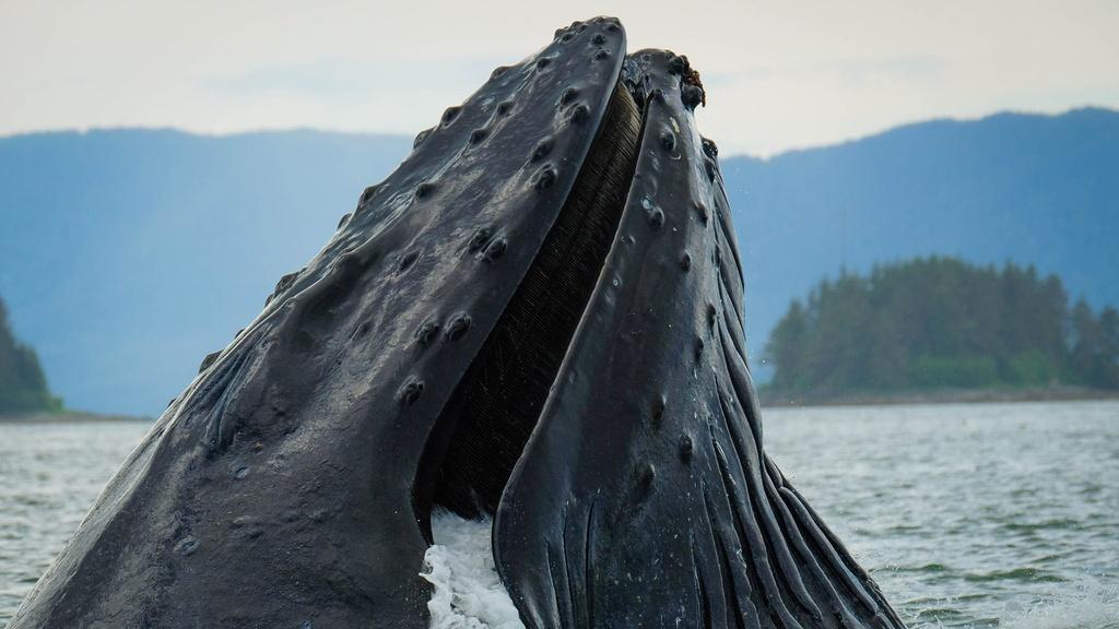 Humpback whale