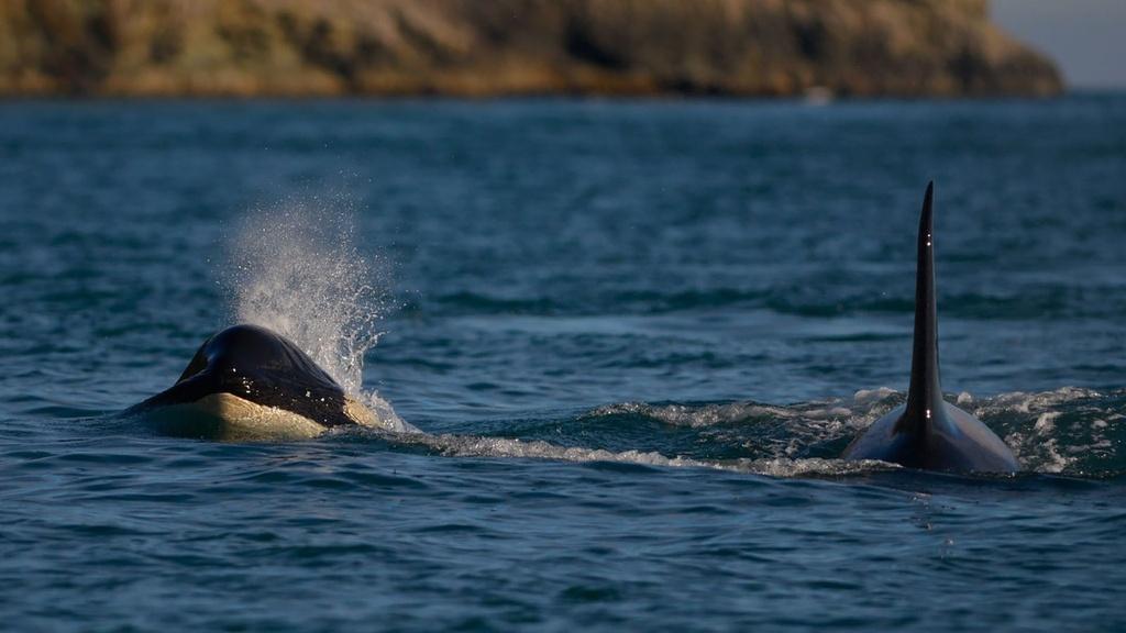 Orca whales