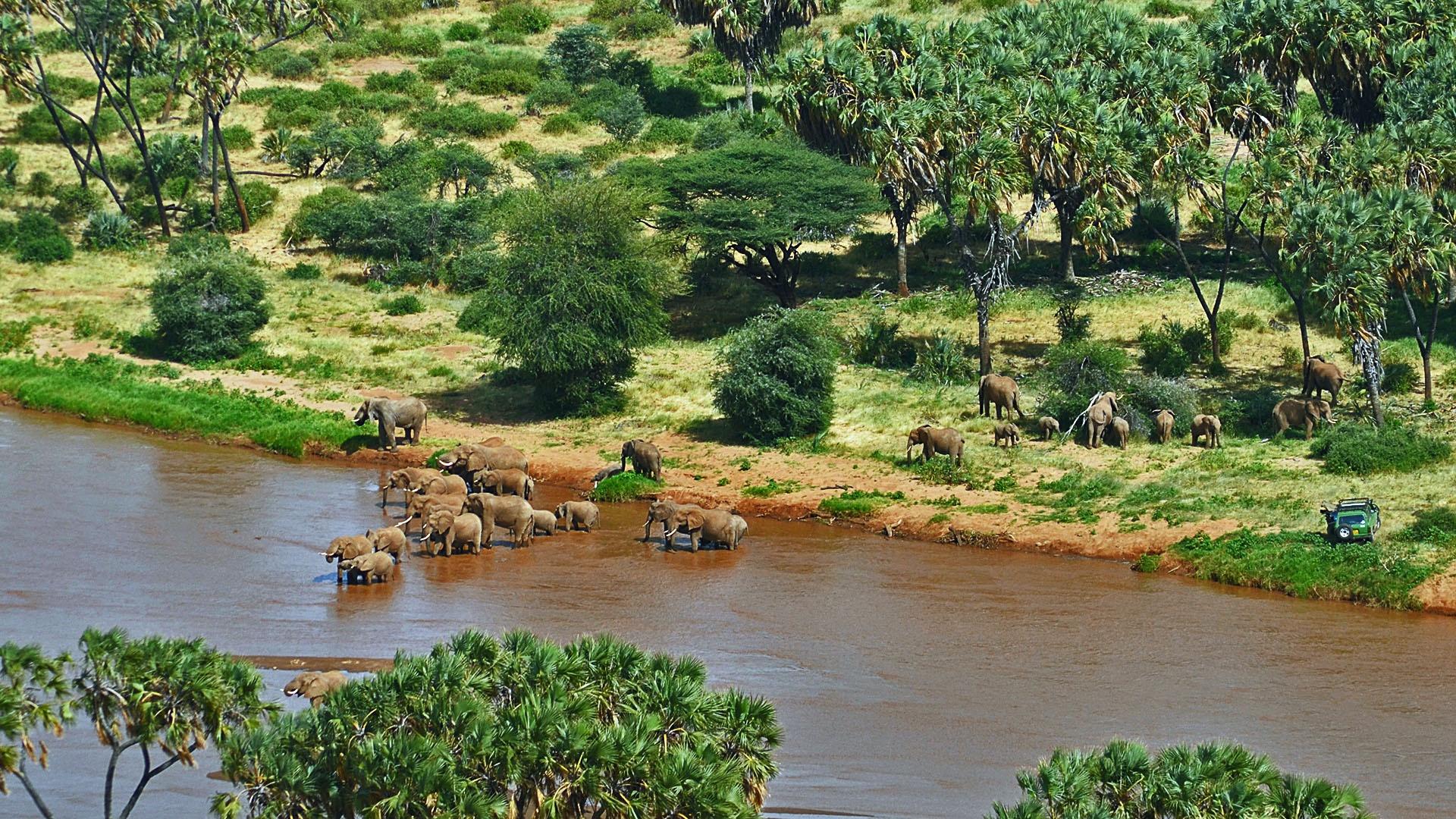 Elephants in Samburu National Park, Kenya.