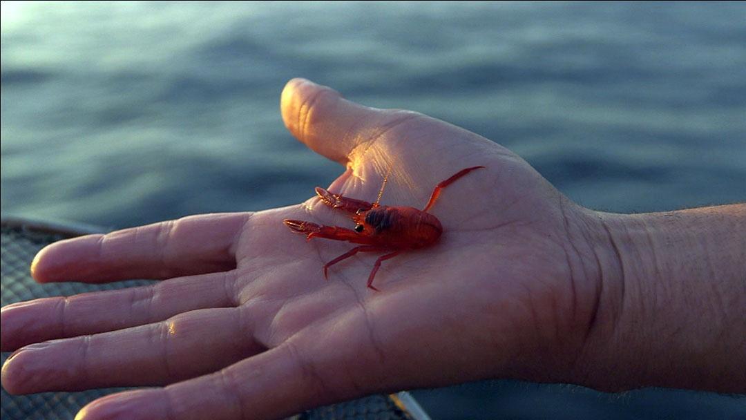 Pelagic red crab, or ‘lobster krill’ are held by Mark Carwardine.