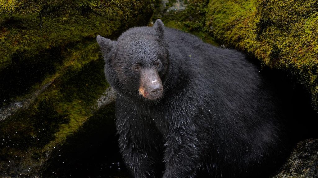 Black Bear