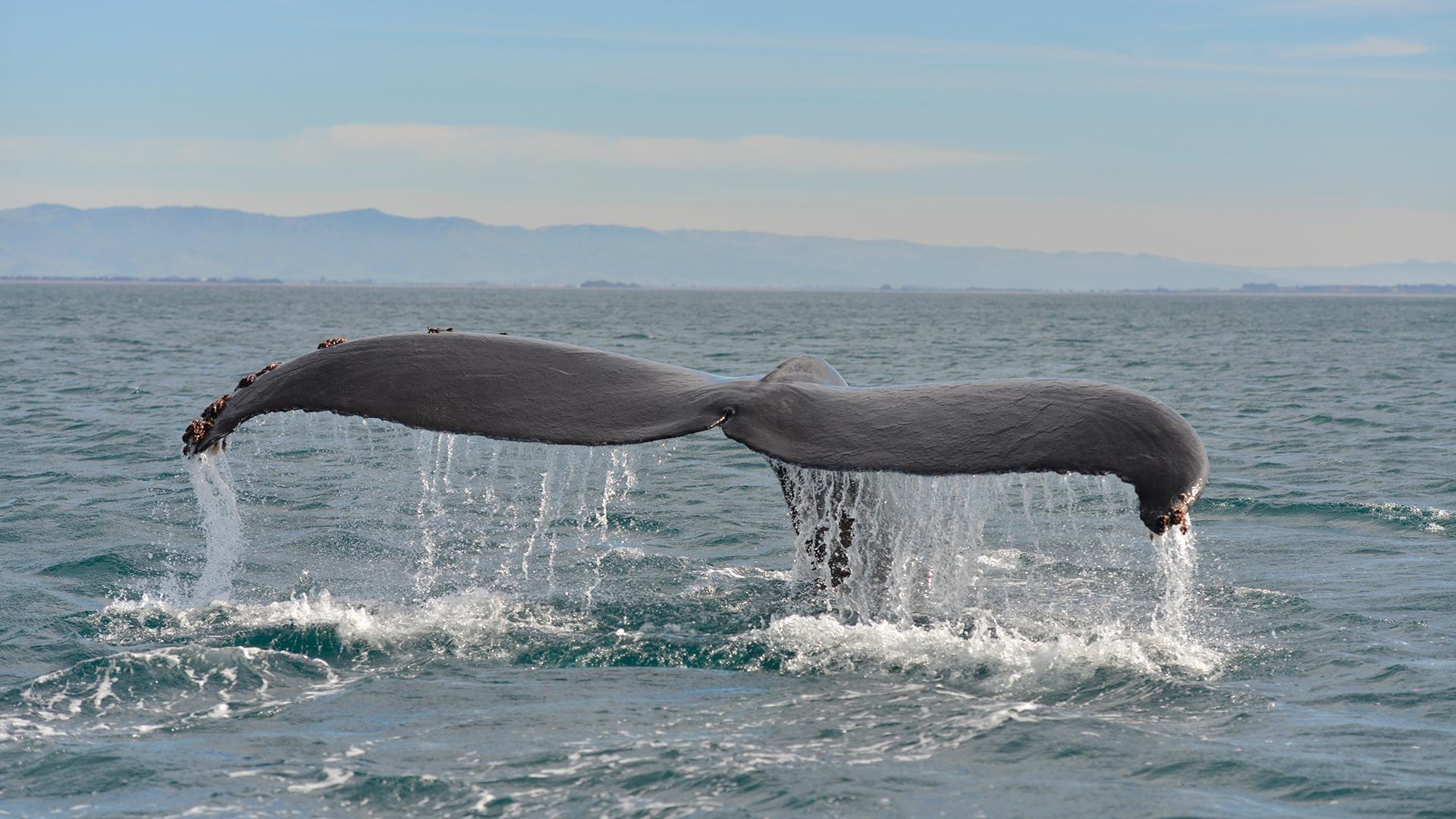 Humpback whale fluke around Monterey Bay, California in February 2015. 