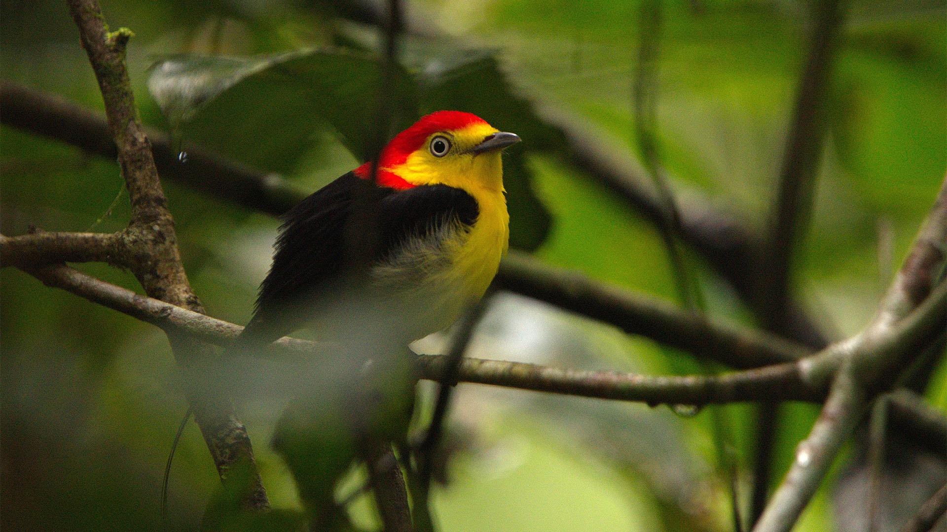 Wire tailed manakin