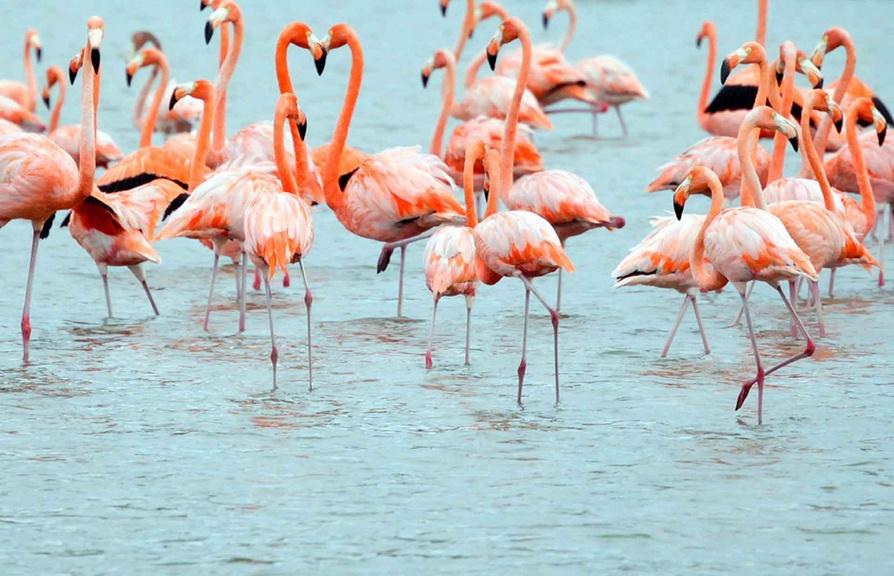 flamingos