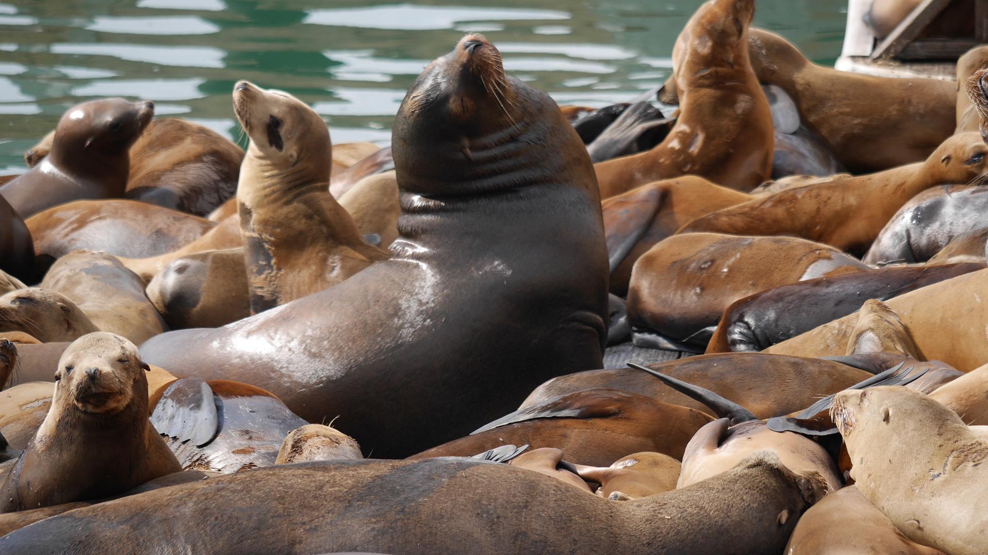 California sea lions at Monterey Bay in March 2015.
