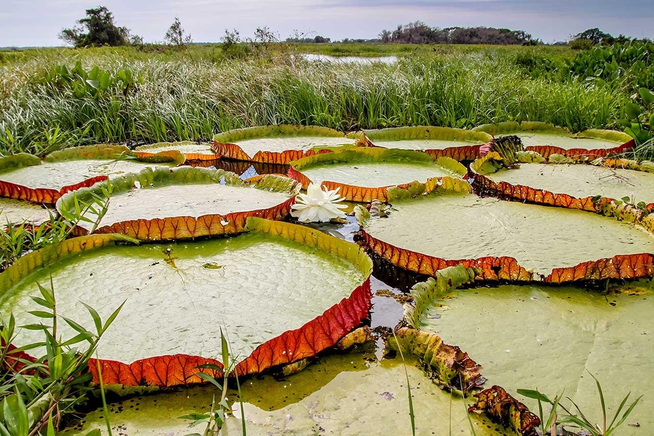 Picture shows the Giant Water Lily, Victoria species, in the Pantanal region of Brazil.