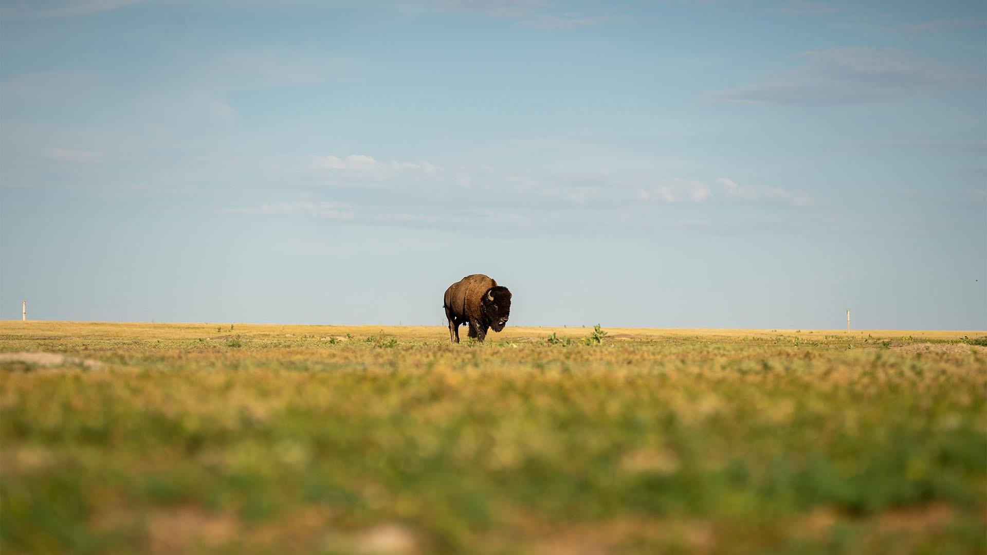 A lone bison roams through the prairie. 
