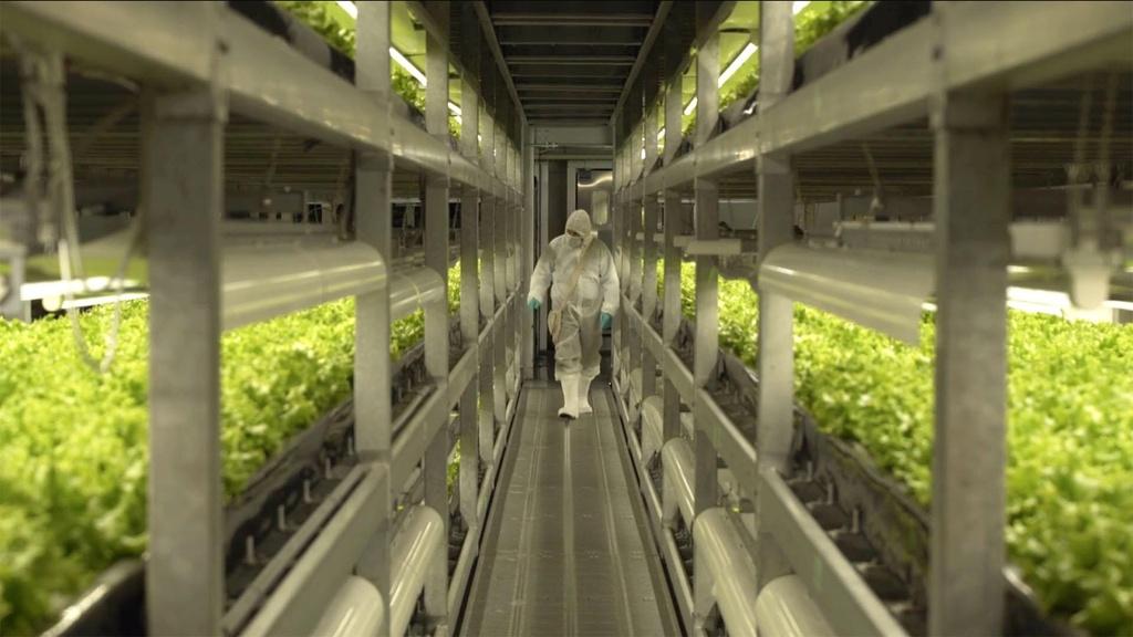 Vertical Farming at SPREAD in Kyoto, Japan.