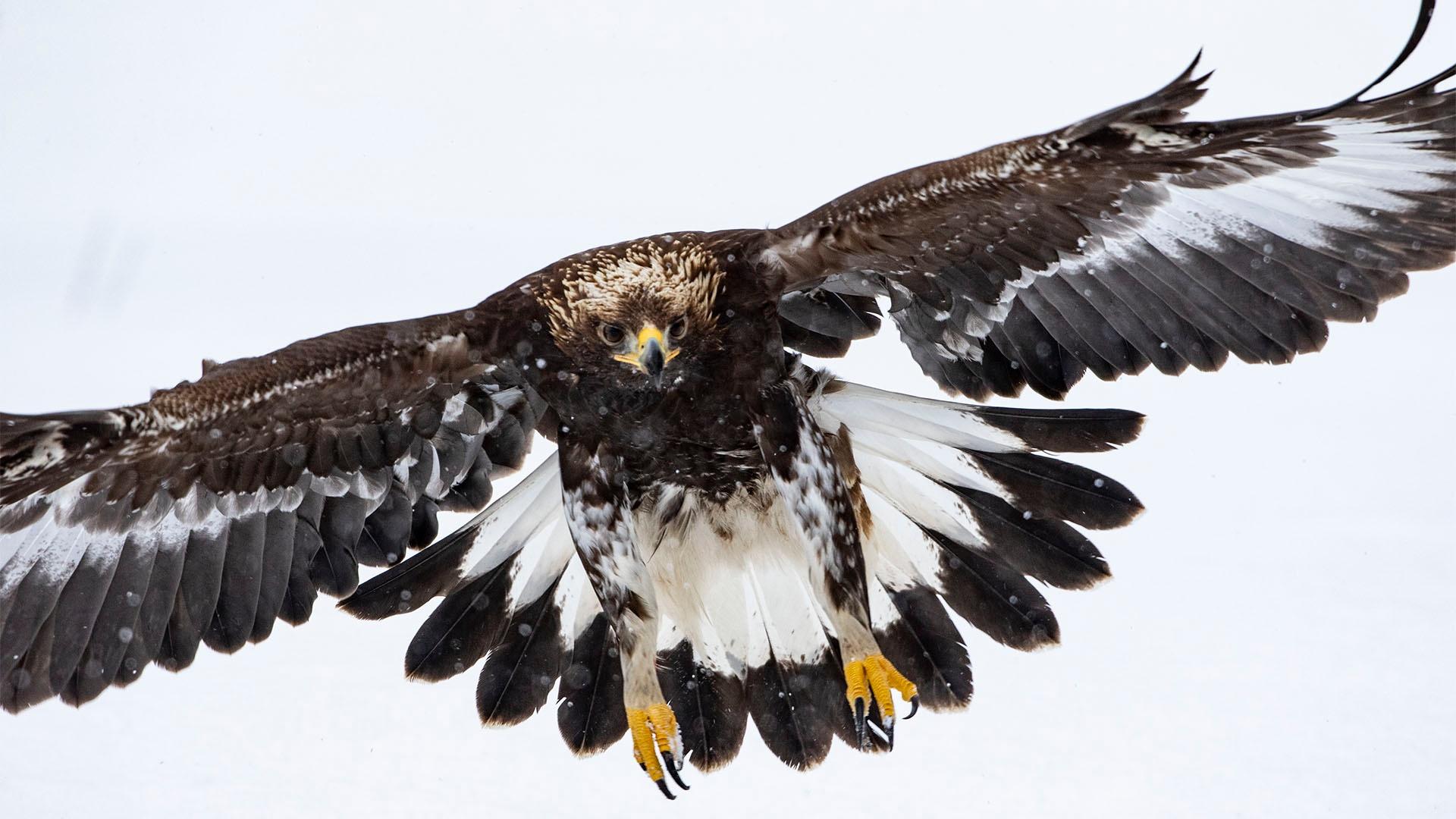 Closeup image of a golden eagle in flight.
