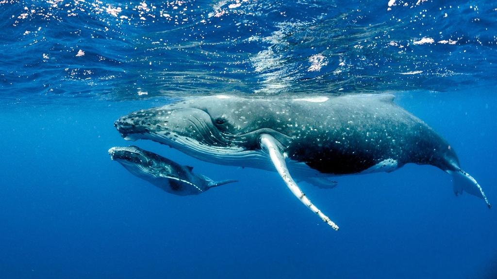 A humpback whale mother and calf.