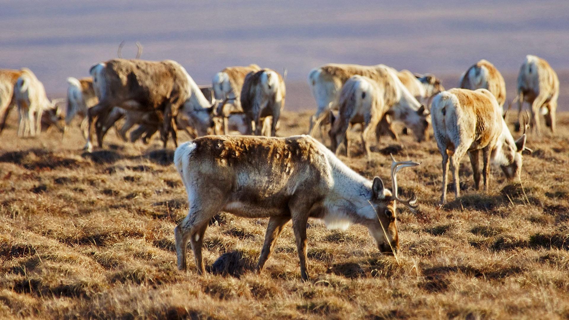 A large group of caribou feed on cottongrass.