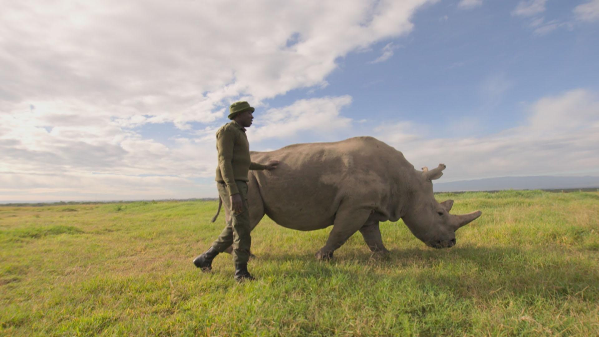 James Mwenda walking with a northern white rhino in Kenya.