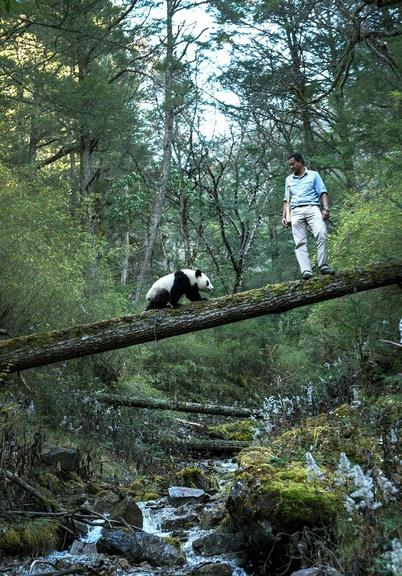 M. Sanjayan films at the Wolong Panda Center in Sichuan, China.