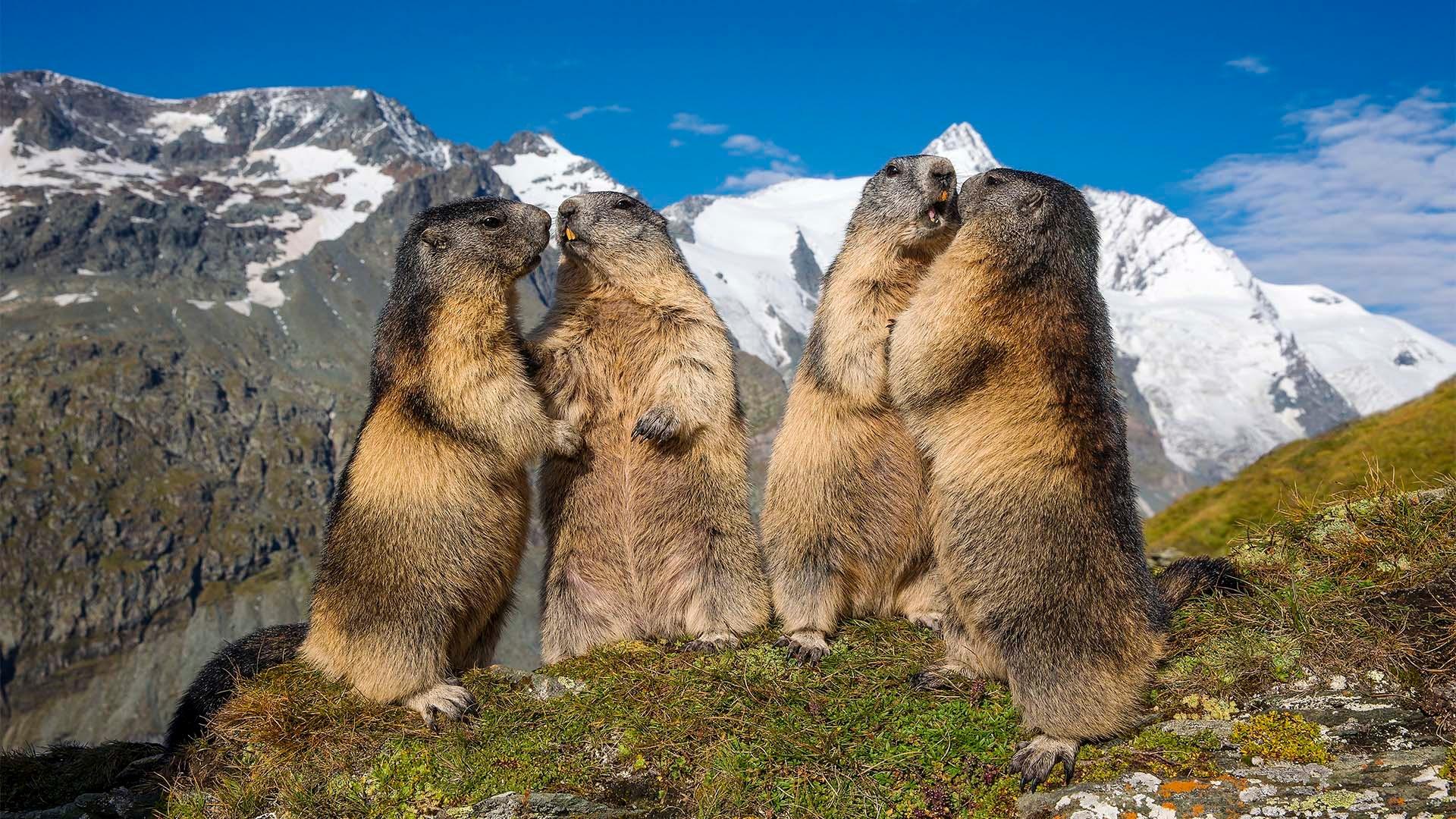 Alpine marmots (Marmota marmota), Alps, Austria