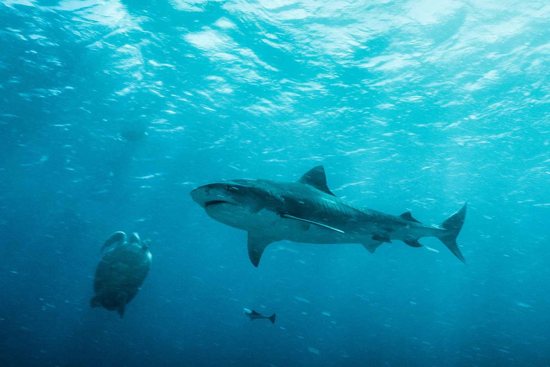 A shark underwater.