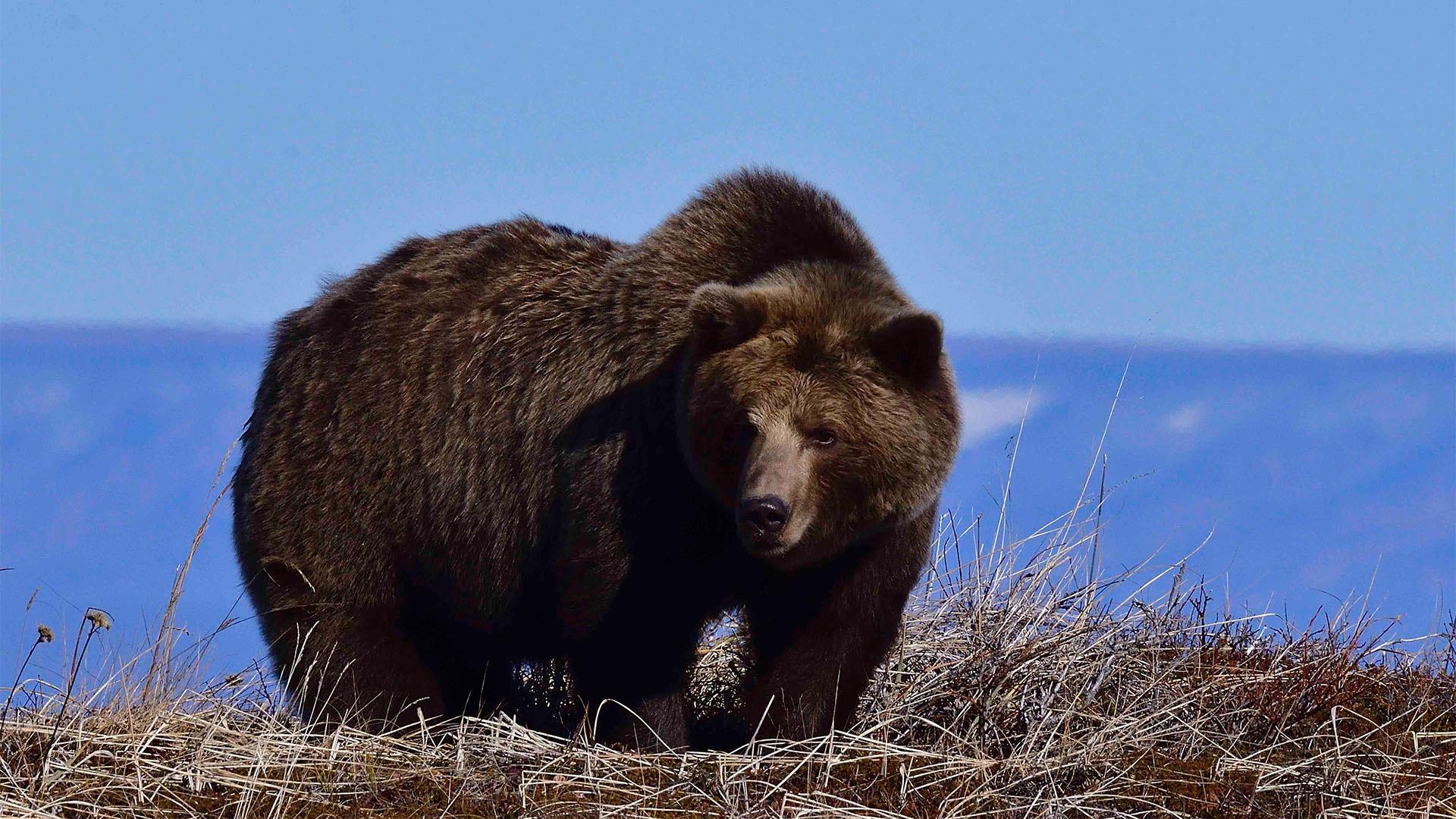 Brown bear on tundra