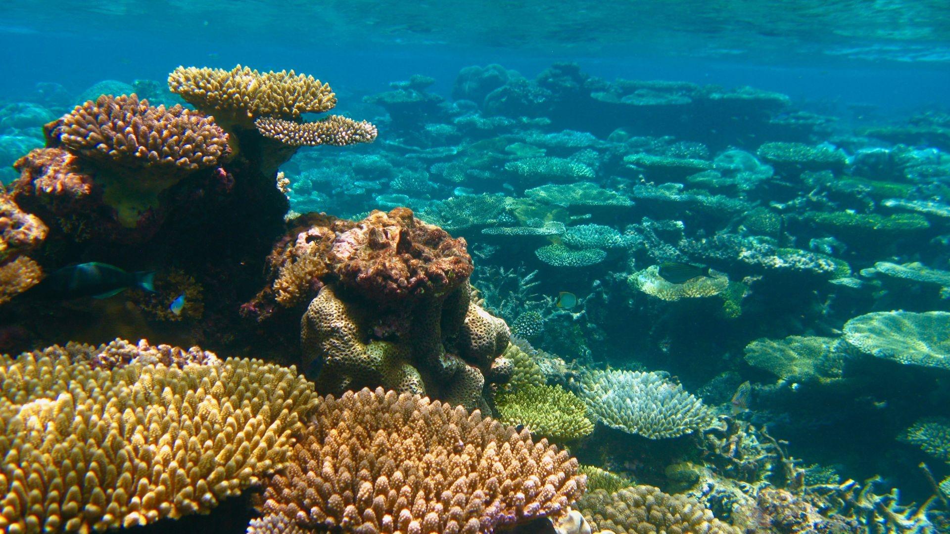 Image of coral reef underwater.