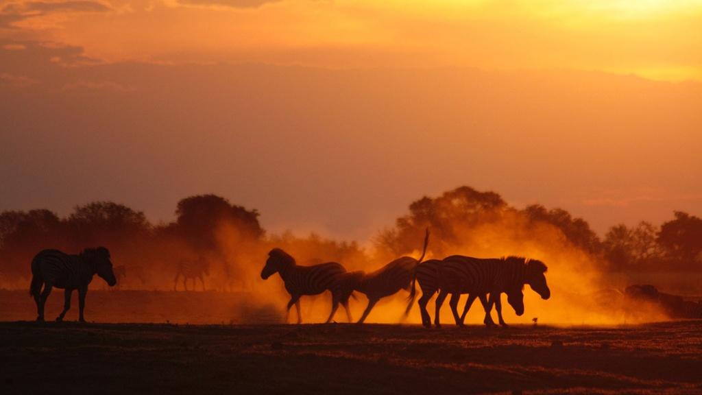A group of zebra fight and roll in the dust