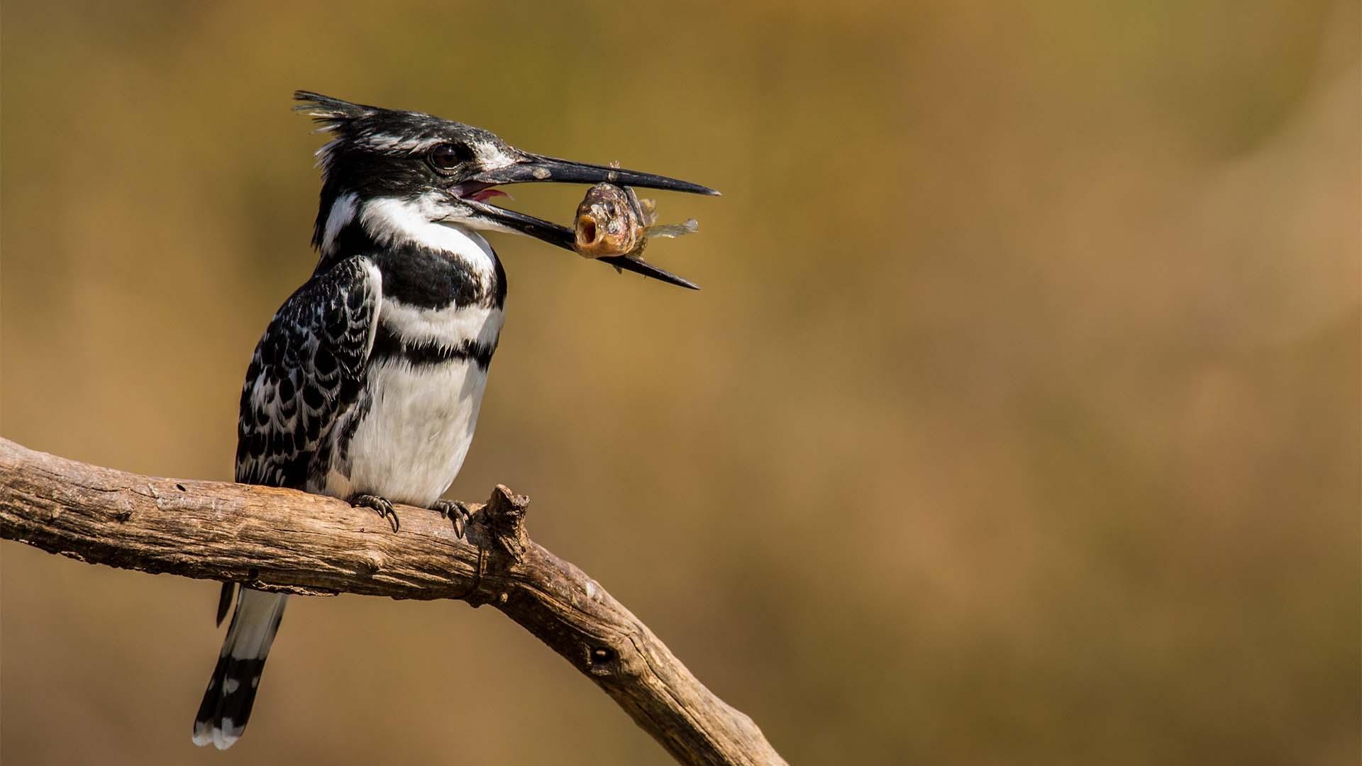 Pied Kingfisher catching a meal, Zambia.