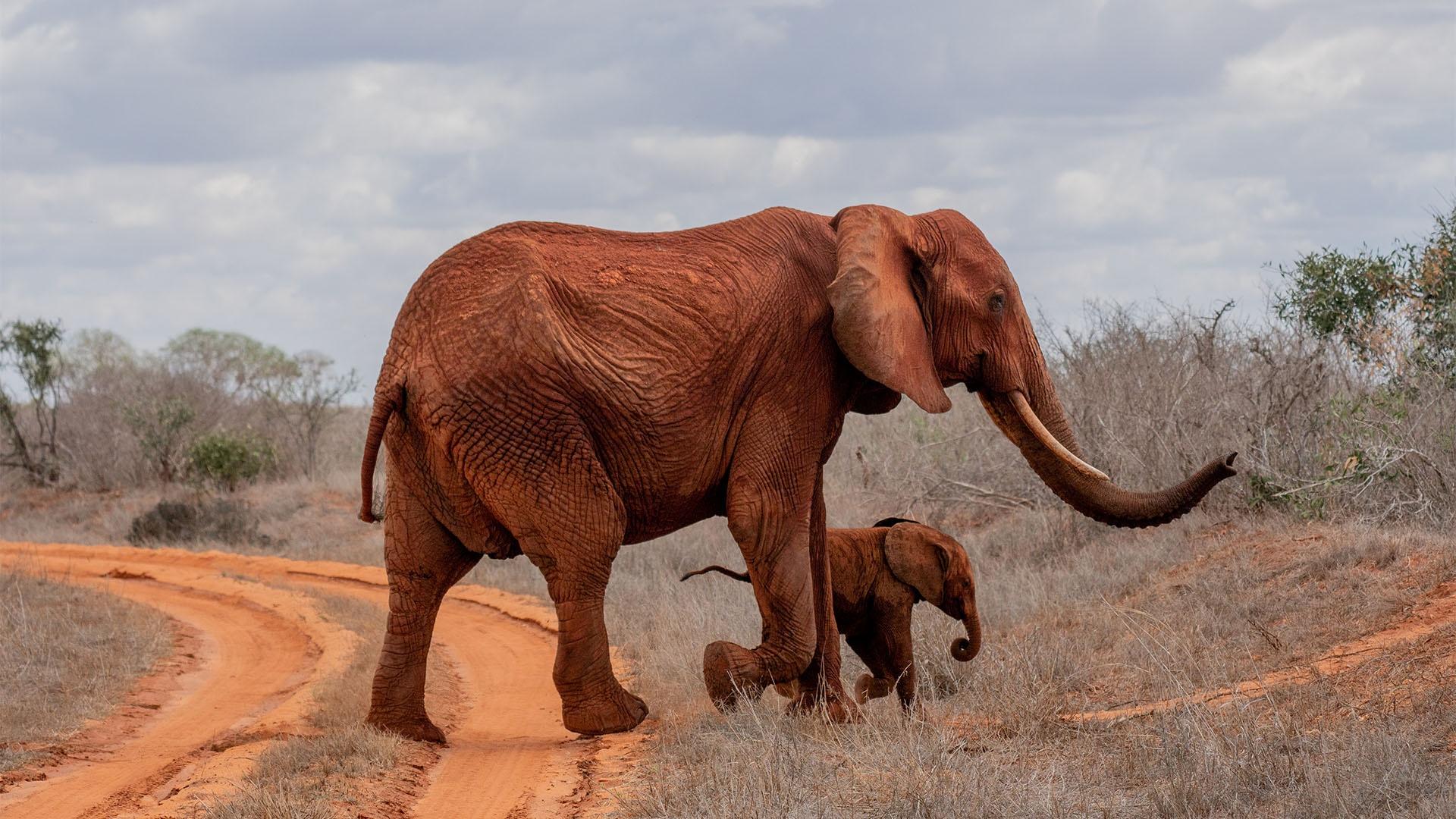 An elephant and calf in Kenya.