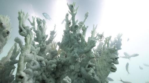PBS NewsHour: Record heat triggers massive coral reef bleaching