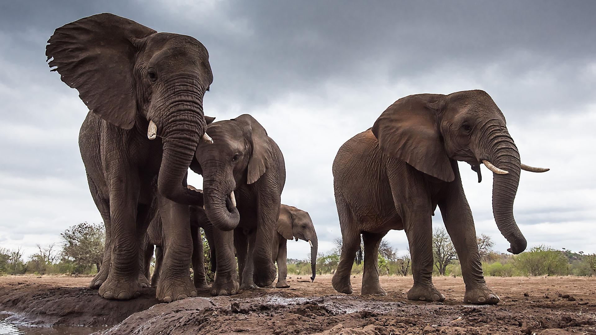 Image of African elephants