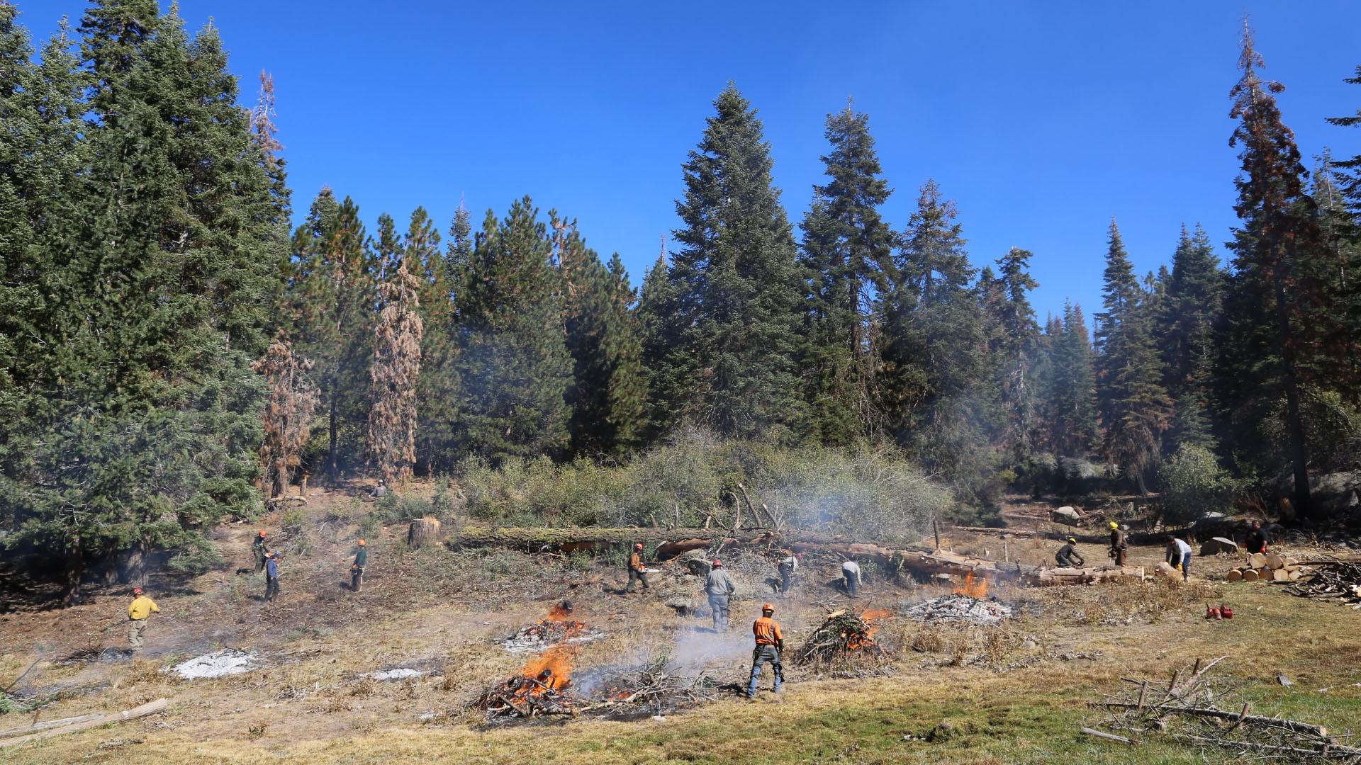 Image of a cultural burning in a US forest.