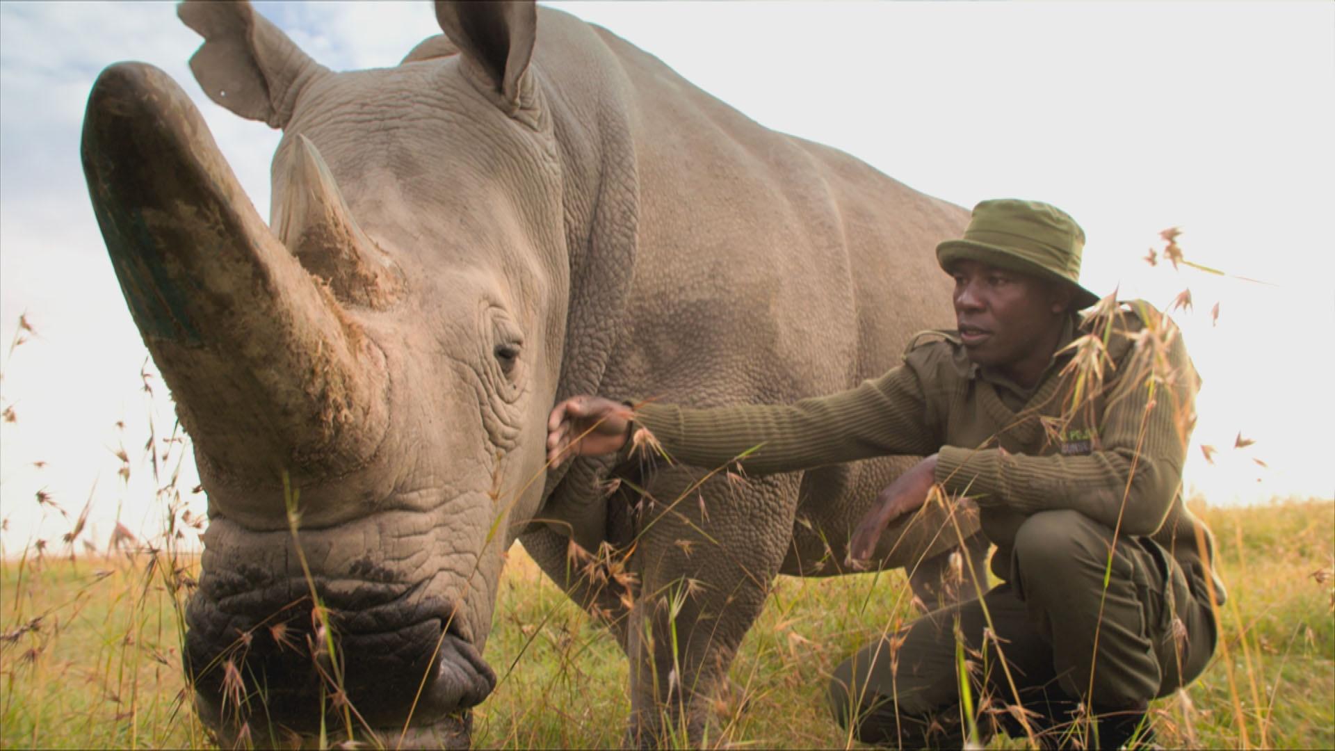 James Mwenda stroking a northern white rhino in Kenya.