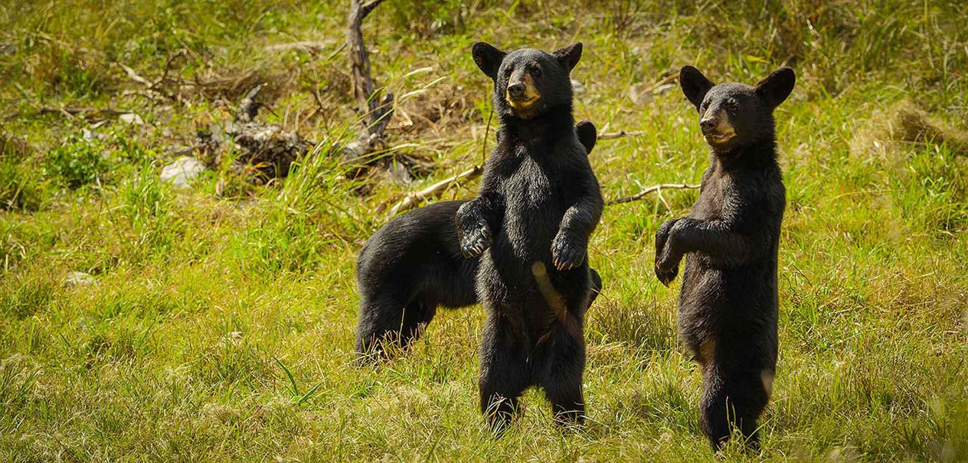 Mexican black bears
