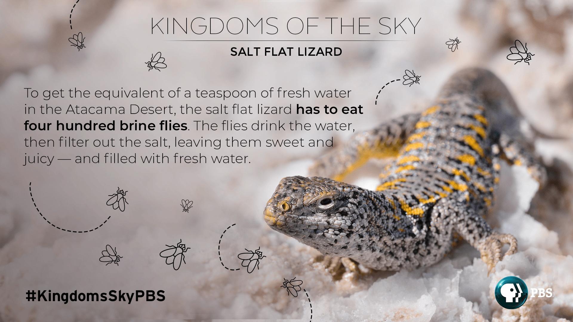 A salt flat lizard