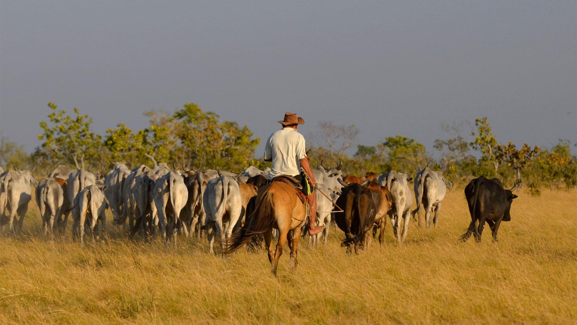 A cattle herd in Los Llanos