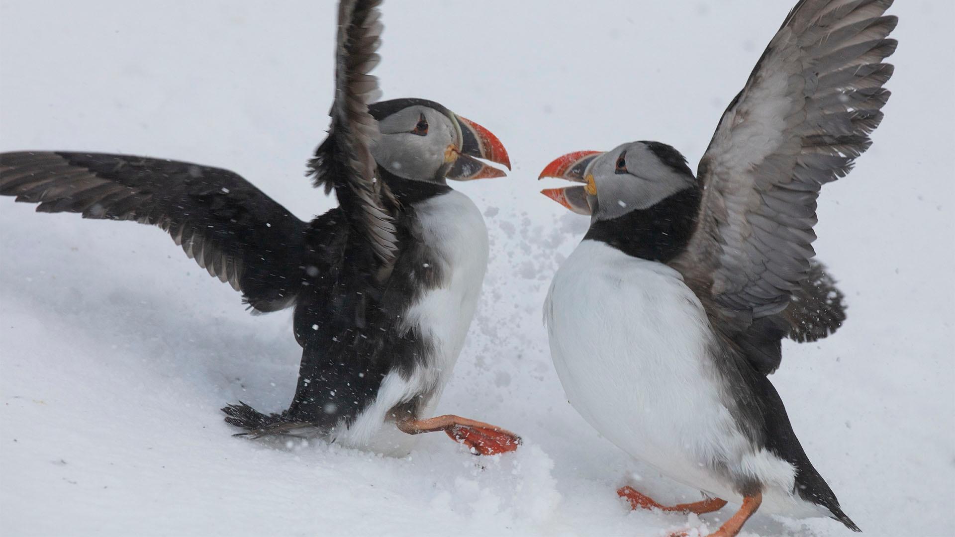 Image of two Atlantic puffins fighting.