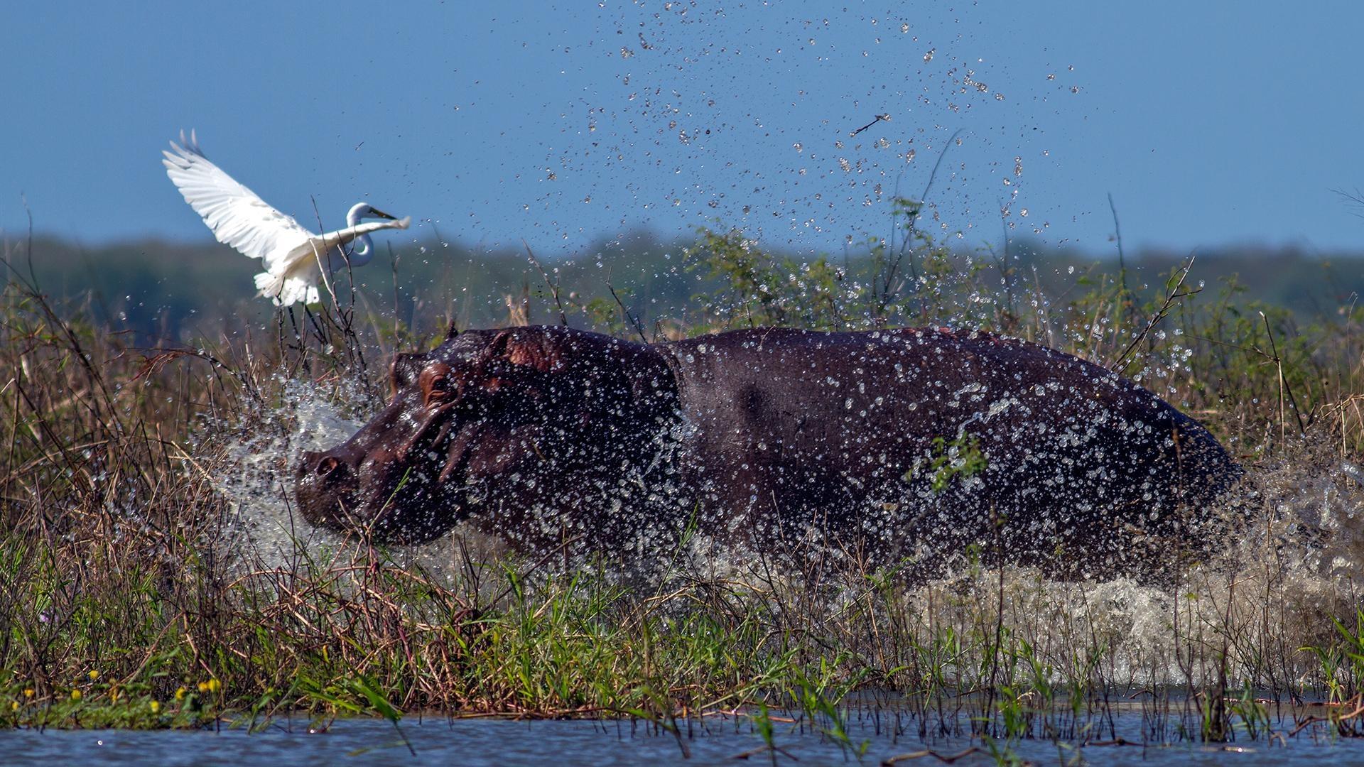 Hippos, extremely territorial creatures, are one of Africa's most dangerous animals.