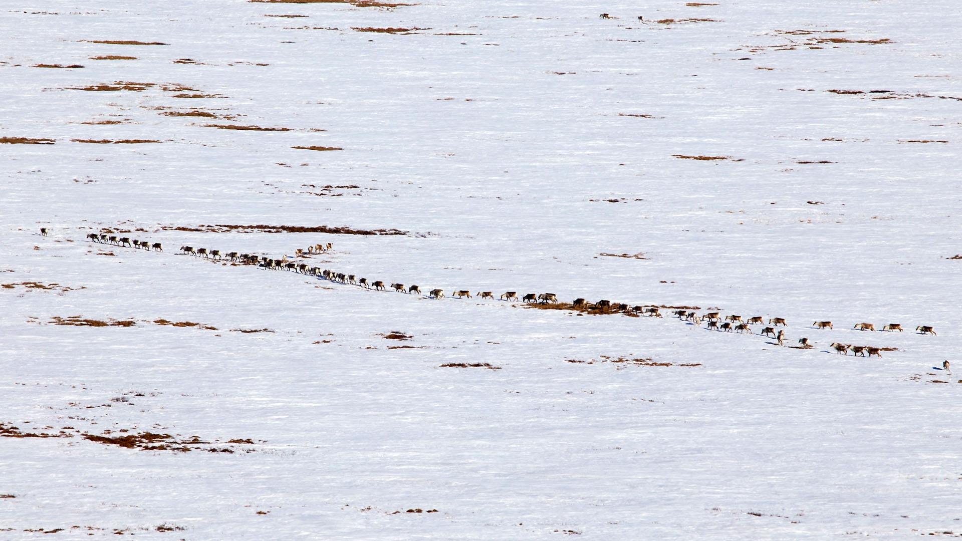 A line of Porcupine herd caribou cross the landscape.