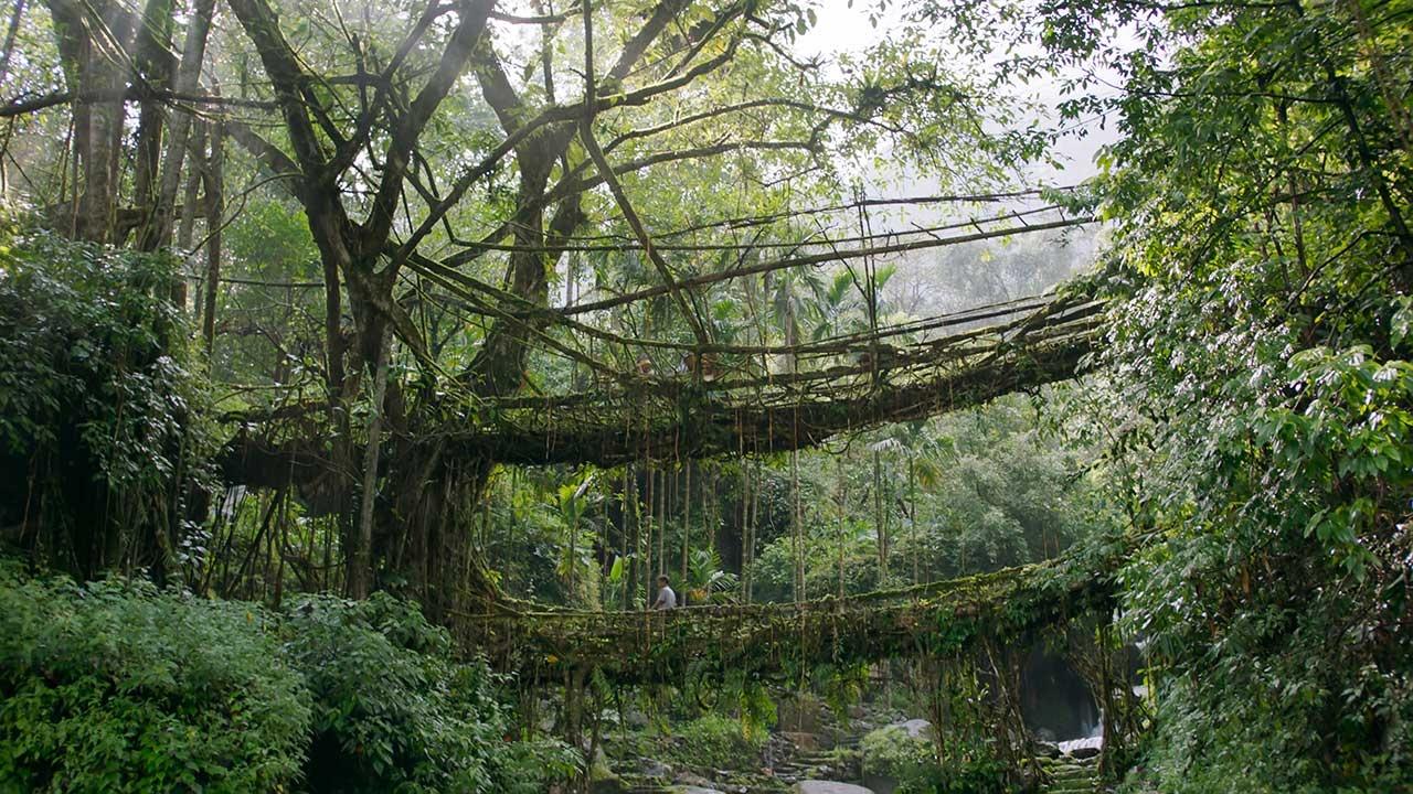 Photograph shows two living root bridges across a ravine.