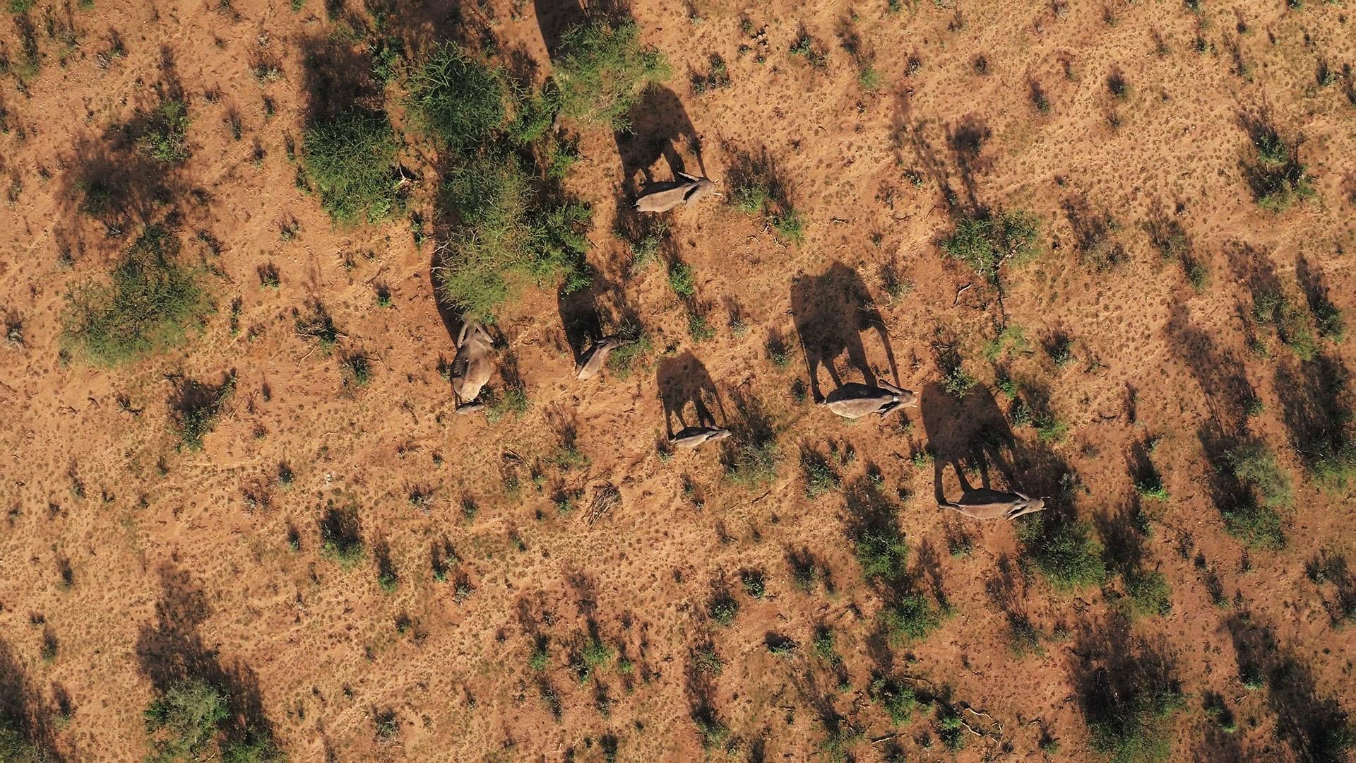 Aerial image of elephants.