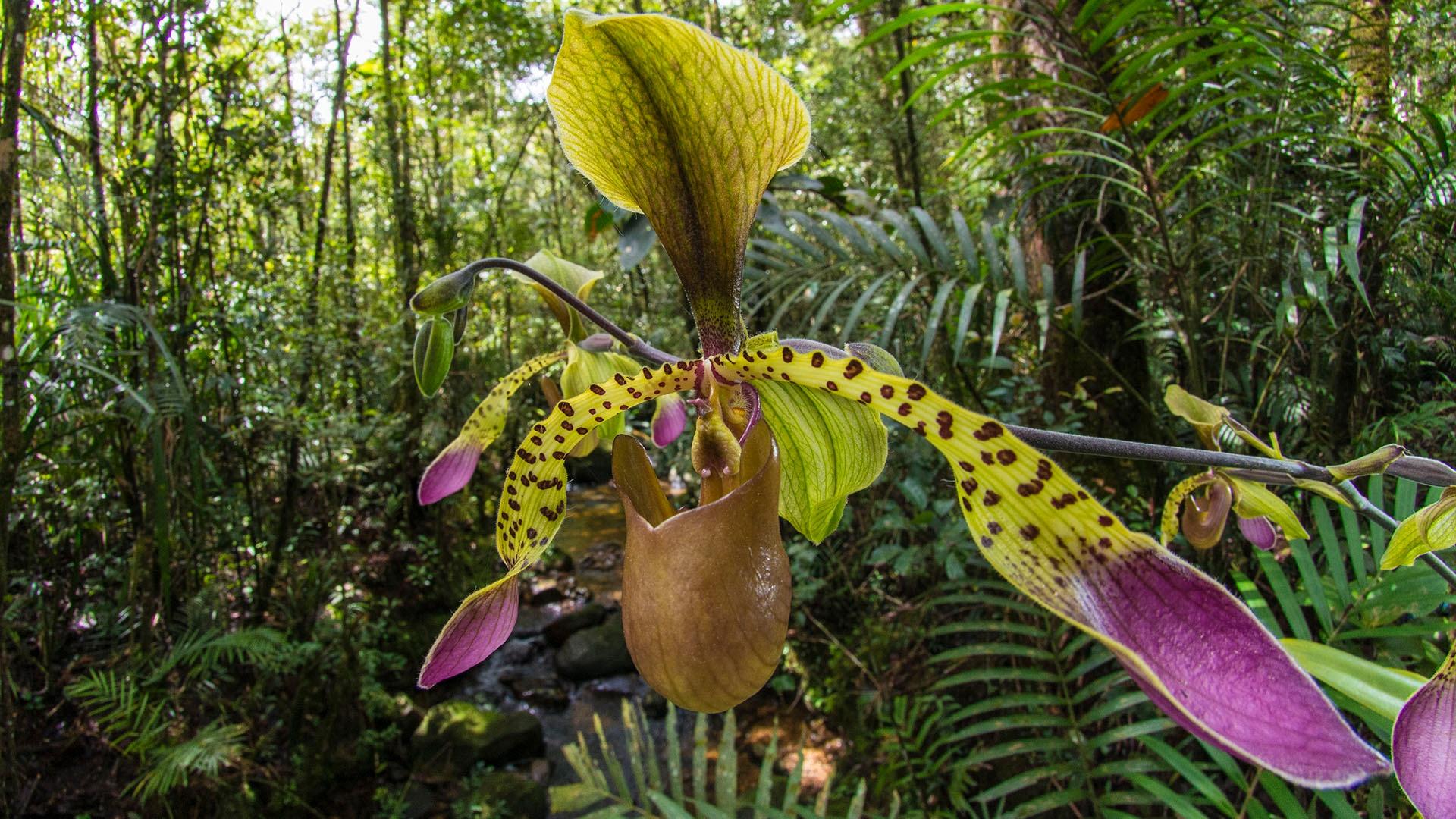 Orchidee, Mount Kinabalu. Sabah, Borneo.