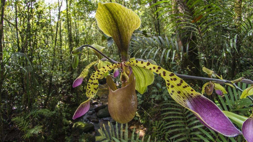 Orchidee, Mount Kinabalu. Sabah, Borneo.