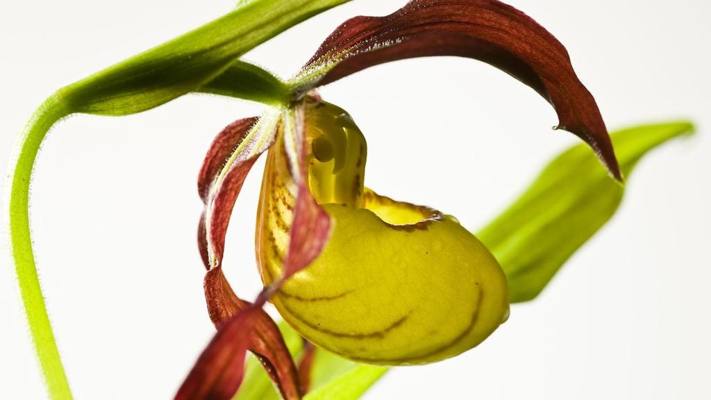 Yellow lady's slipper orchid in North America.